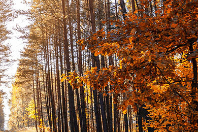 开云体育中国-PSG爆冷V5，Perkz打破历史纪录！电竞界新传奇