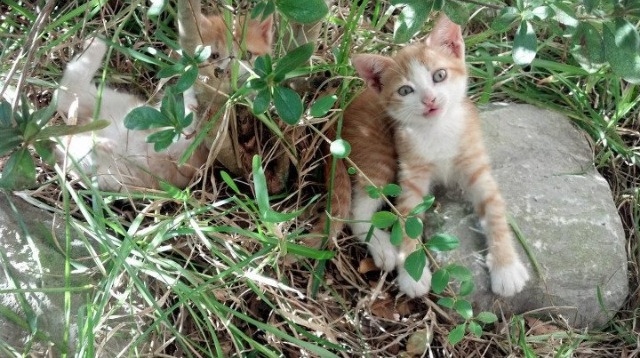 布克独舞掌控比赛风云,马刺团队节奏驯服骑士—NBA赛场上的掌控艺术