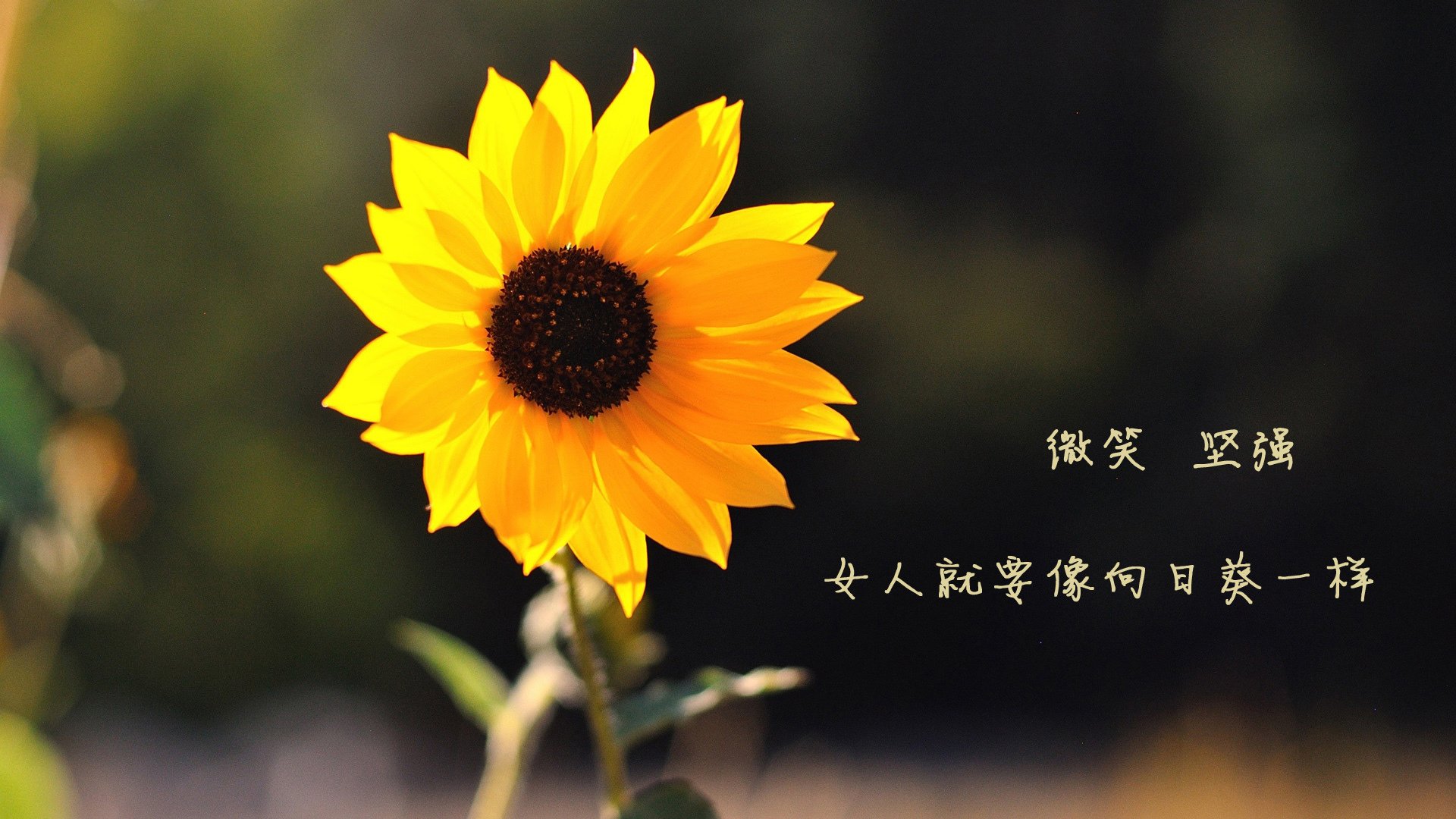 伦纳德单节造11分屠杀秀！公牛第三节一波流绞杀黄蜂，东部格局再添变数？